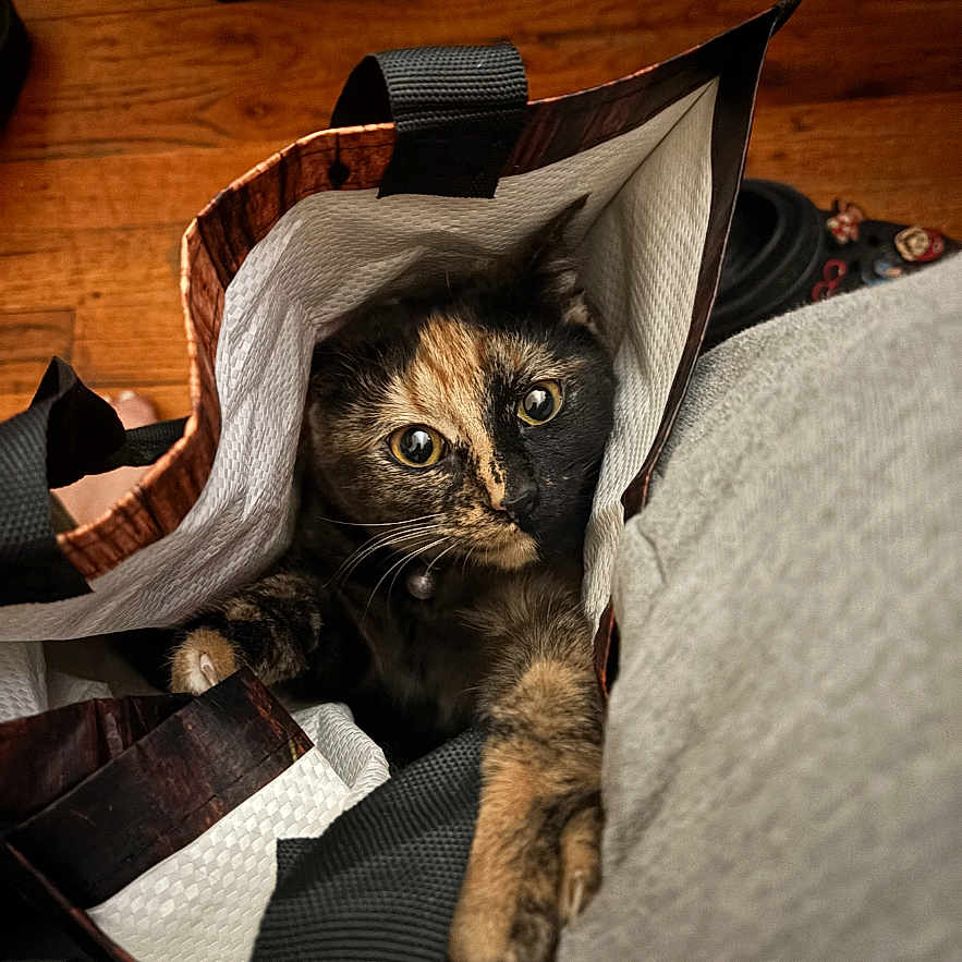 Nyla is registered to the contest to win money with this photo: cat, tortoiseshell, shopping_bag, wooden_floor, indoor, curious, pets, animal, paw, eyes, feline, closeup, domestic_cat, bag, texture, household, soft_light, brown, black, orange