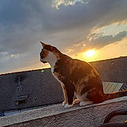 Stella a rejoint le concours — aidez-le/la à gagner de superbes lots ! animal, backlit, calico_cat, cat, cloudy_sky, evening, feline, gazing, nature, outdoor, peaceful, pet, profile, quiet, roof, silhouette, sunlight, sunset, texture, wall
