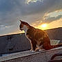 animal, backlit, calico_cat, cat, cloudy_sky, evening, feline, gazing, nature, outdoor, peaceful, pet, profile, quiet, roof, silhouette, sunlight, sunset, texture, wall