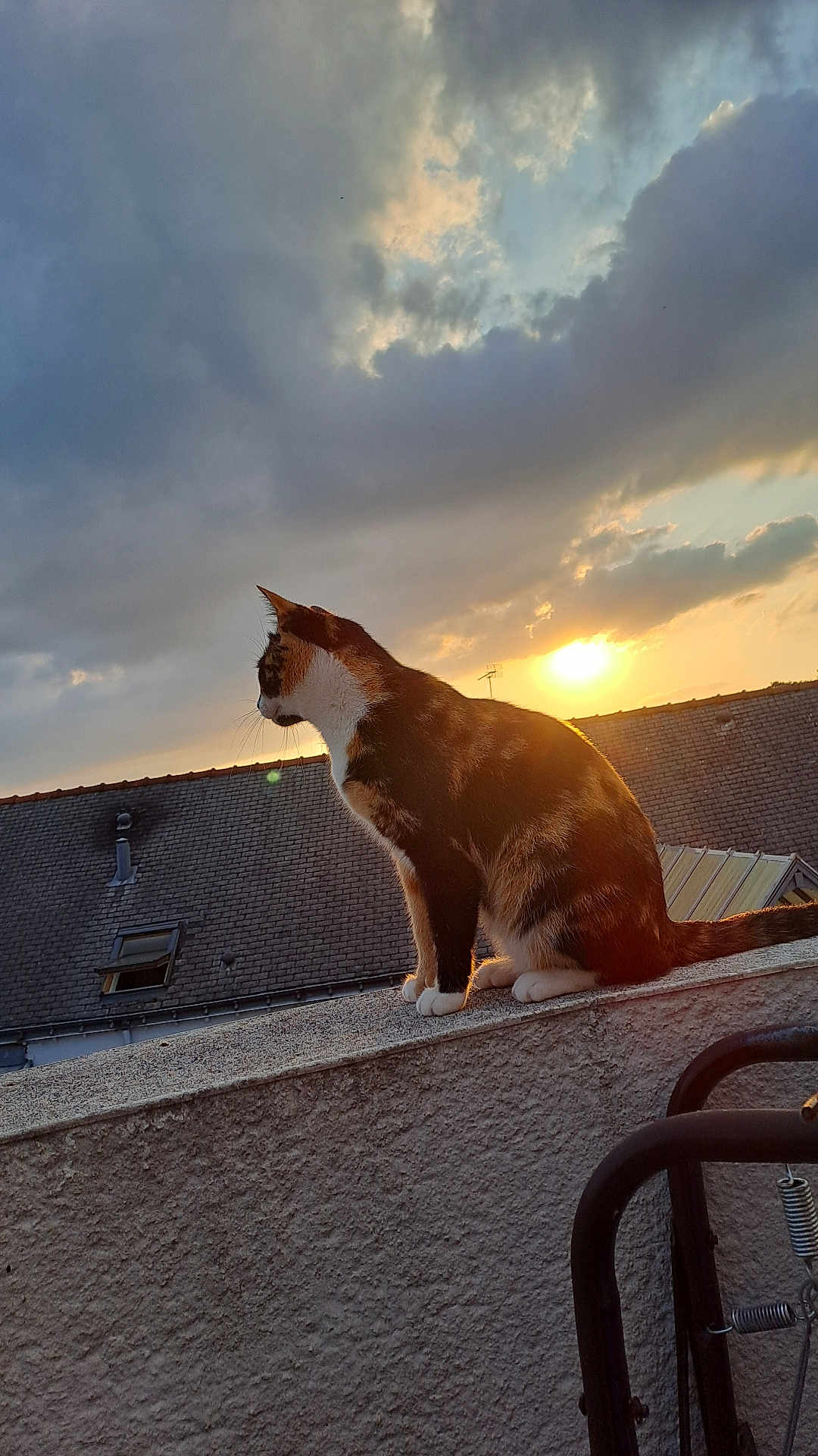 Stella a rejoint le concours — aidez-le/la à gagner de superbes lots ! animal, backlit, calico_cat, cat, cloudy_sky, evening, feline, gazing, nature, outdoor, peaceful, pet, profile, quiet, roof, silhouette, sunlight, sunset, texture, wall