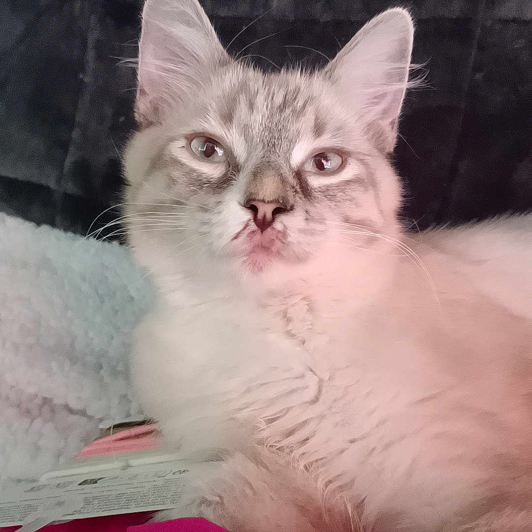 Tchoup a rejoint le concours — aidez-le/la à gagner de superbes lots ! animal, blanket, cat, closeup, comfort, cozy, cute, domestic, ears, feline, fluffy, fur, indoor, pet, pink, portrait, relaxed, resting, soft, whiskers