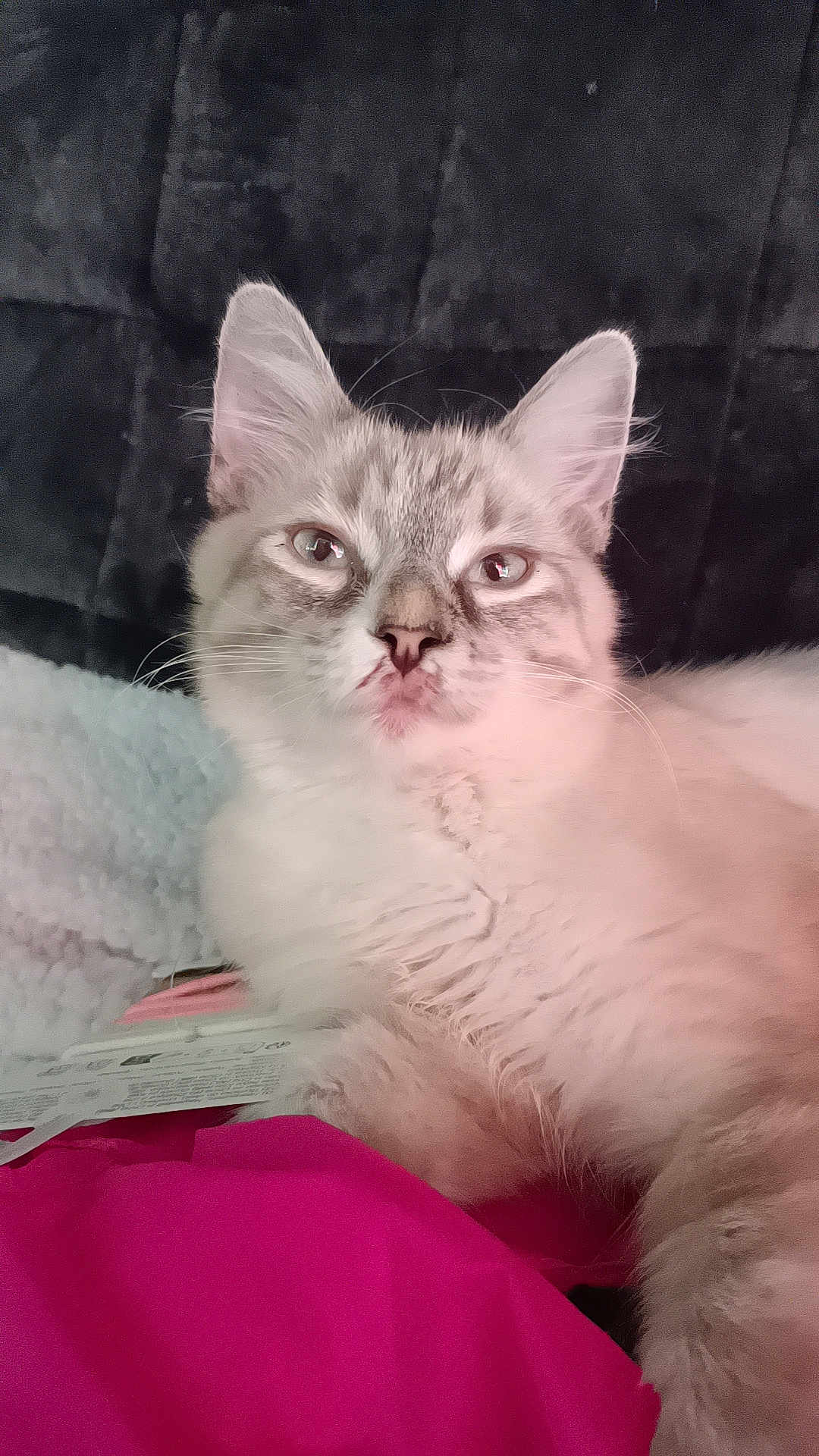 Tchoup a rejoint le concours — aidez-le/la à gagner de superbes lots ! cat, fluffy, pet, animal, indoor, relaxed, soft, blanket, pink, fur, whiskers, ears, cute, cozy, resting, closeup, portrait, feline, domestic, comfort