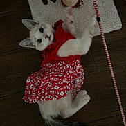Mazzy is registered to the contest to win money with this photo: kitten, cat, red_dress, playing, scratching_post, floor, wooden_floor, toy, beads, bell, pet, animal, cute, indoor, feline, young_cat, floral_pattern, white_cat, black_tail, pet_accessory