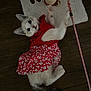 kitten, cat, red_dress, playing, scratching_post, floor, wooden_floor, toy, beads, bell, pet, animal, cute, indoor, feline, young_cat, floral_pattern, white_cat, black_tail, pet_accessory