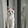Mazzy joined the competition — help win amazing prizes! cat, kitten, blue_eyes, window, reflection, curtains, white_fur, indoor, pet, animal, sitting, whiskers, ears, paws, close_up, young, cute, feline, domestic_animal, still_life