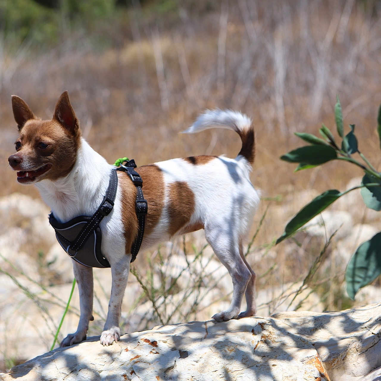 Bean joined the competition — help win amazing prizes! accessories, animal, bulldog, canine, chihuahua, cockerspaniel, collar, dog, frenchbulldog, harness, hound, leash, outdoors, papillon, pet, pointer, puppy, strap, terrier, whitedog