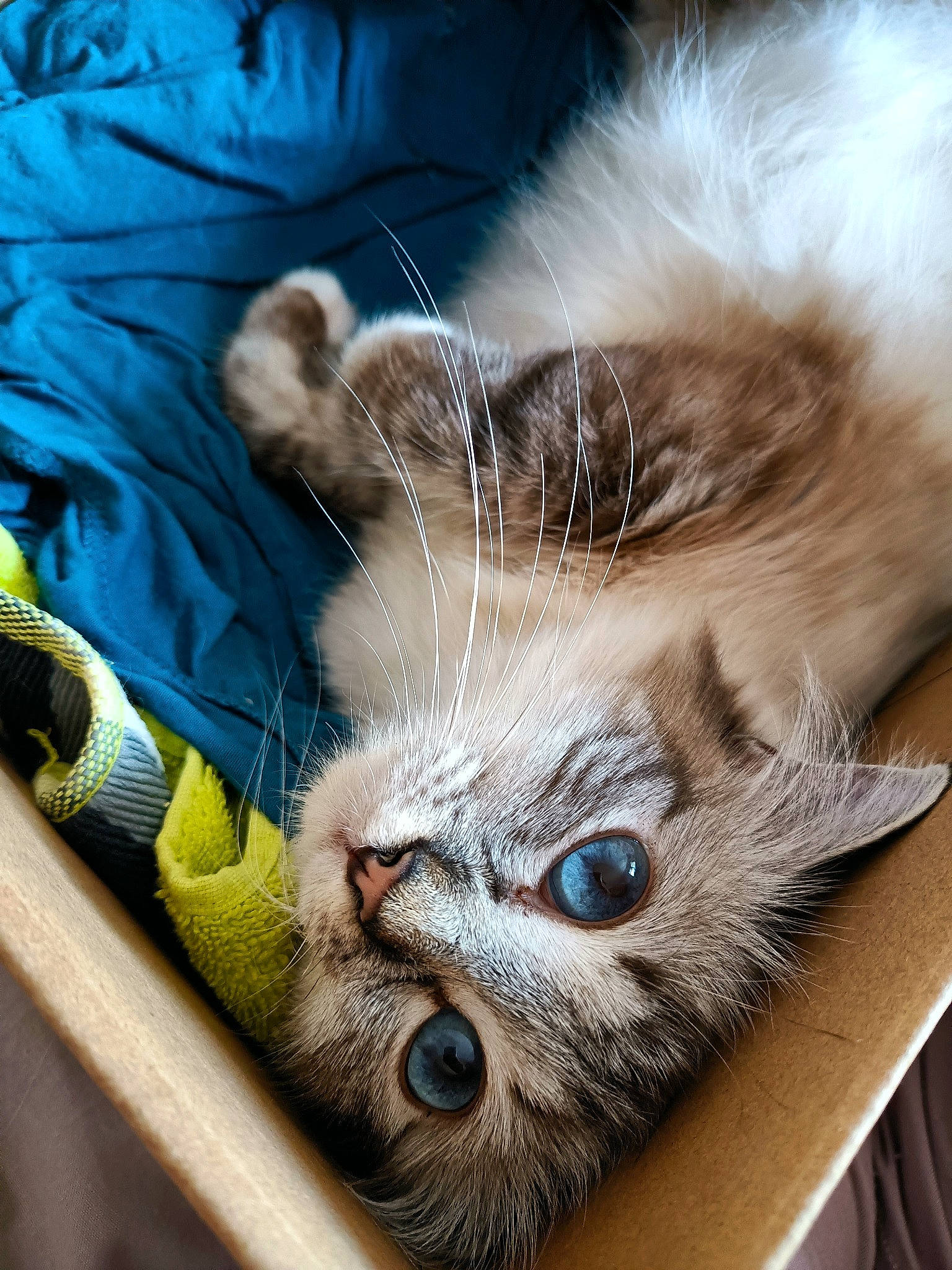 Roxane a rejoint le concours — aidez-le/la à gagner de superbes lots ! carnivore, cat, claw, close_up, comfort, domestic_short_haired_cat, eye, fawn, felidae, fur, paw, small_to_medium_sized_cats, snout, tail, whiskers, wildlife