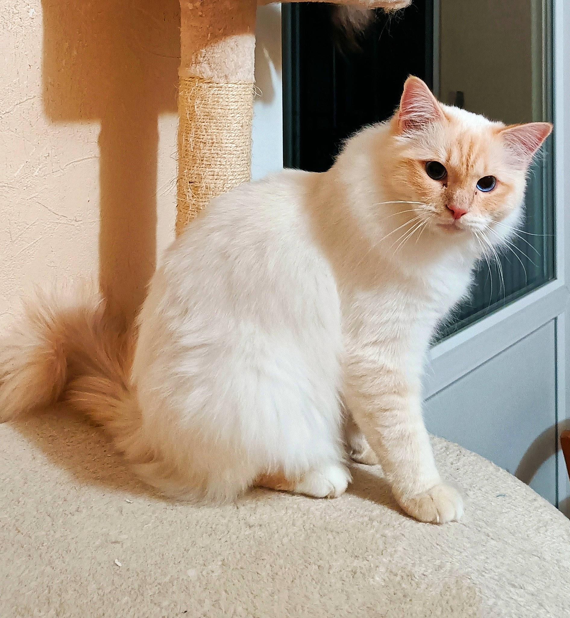 Toumaï a rejoint le concours — aidez-le/la à gagner de superbes lots ! carnivore, cat, claw, comfort, domestic_short_haired_cat, fawn, felidae, flooring, fur, paw, sitting, small_to_medium_sized_cats, snout, tail, whiskers, window, wood