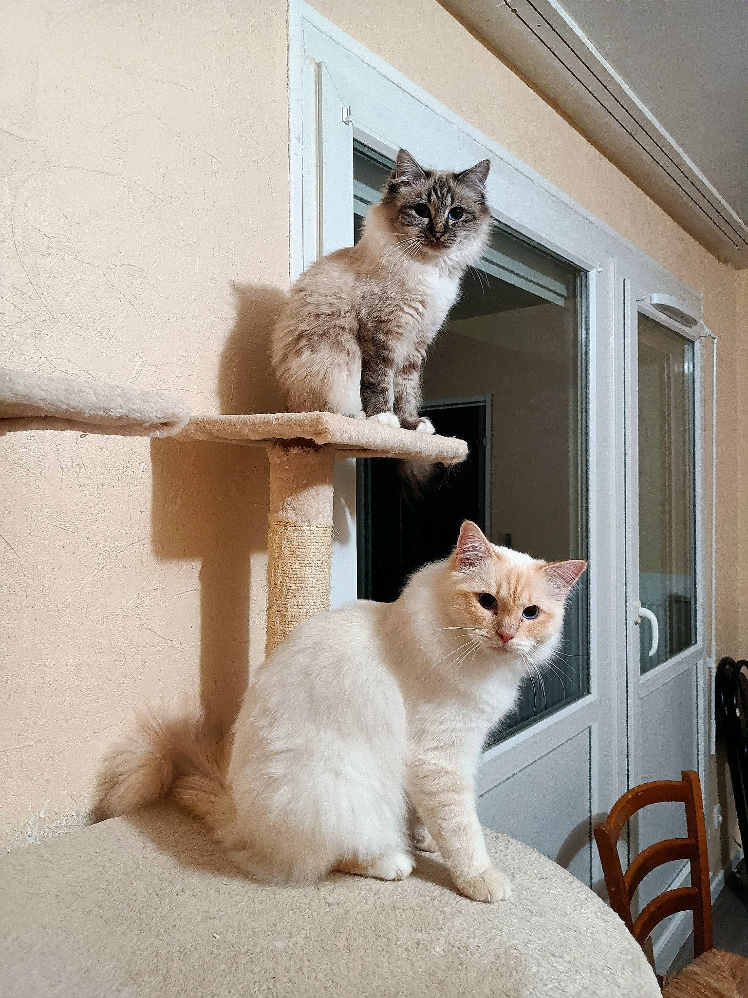 Toumaï a rejoint le concours — aidez-le/la à gagner de superbes lots ! carnivore, cat, cat_supply, chair, comfort, domestic_short_haired_cat, door, fawn, felidae, fur, furniture, hardwood, paw, pet_supply, small_to_medium_sized_cats, tail, whiskers, window, window_blind, wood