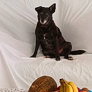 Japsy a rejoint le concours — aidez-le/la à gagner de superbes lots ! dog, black_dog, sitting, couch, white_couch, fruit_basket, bananas, peaches, melon, table, lace_tablecloth, indoor, pet, animal, calm, still_life, home, domestic, relaxed, portrait