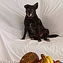 dog, black_dog, sitting, couch, white_couch, fruit_basket, bananas, peaches, melon, table, lace_tablecloth, indoor, pet, animal, calm, still_life, home, domestic, relaxed, portrait