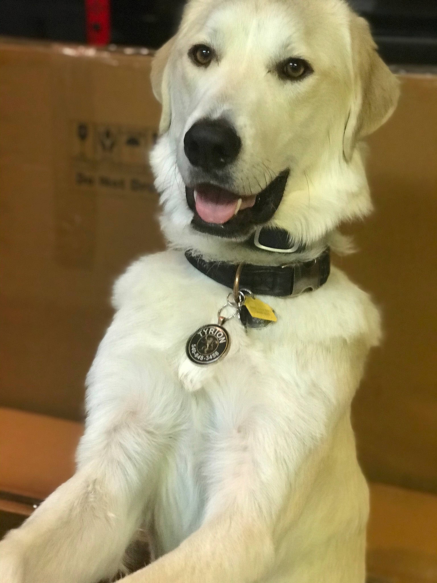 Tyrion joined the competition — help win amazing prizes! akbash_dog, beagador, canidae, carnivore, companion_dog, dog, dog_breed, dog_collar, golden_retriever, labrador_retriever, mammal, puppy, rare_breed_dog, retriever, slovak_cuvac, small_greek_domestic_dog, snout, sporting_group, vertebrate