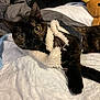 cat, tortoiseshell_cat, pet, bed, blanket, stuffed_animal, teddy_bear, furry, cozy, indoor, cute, animal, sleeping_area, relaxed, fur, whiskers, clothing, soft, resting, domestic_animal