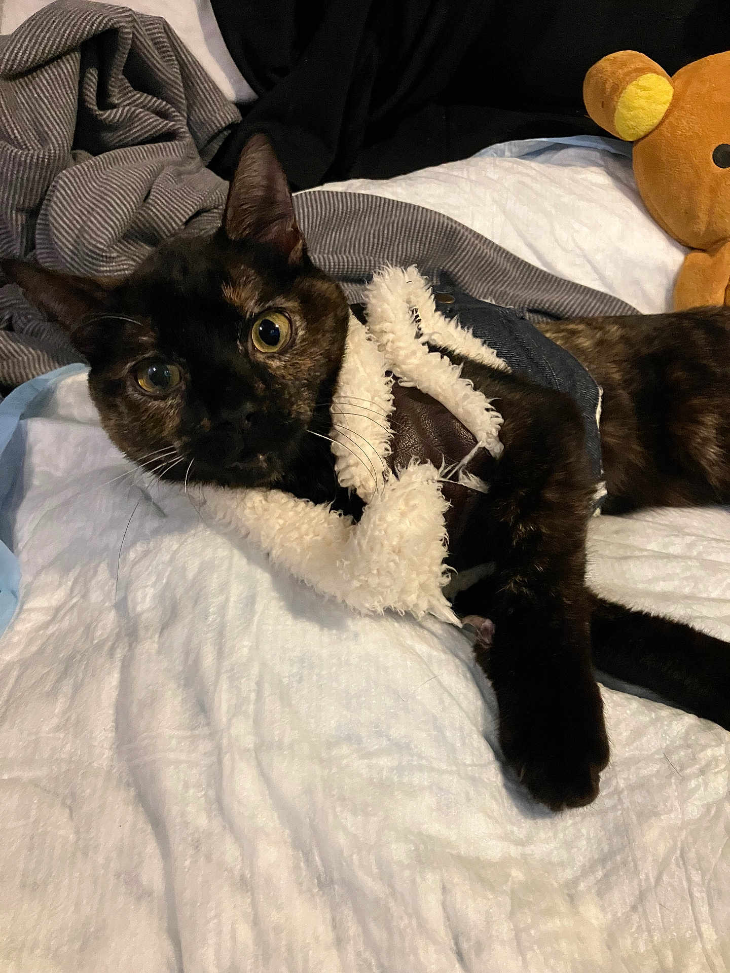 Mary Jane is registered to the contest to win money with this photo: cat, tortoiseshell_cat, pet, bed, blanket, stuffed_animal, teddy_bear, furry, cozy, indoor, cute, animal, sleeping_area, relaxed, fur, whiskers, clothing, soft, resting, domestic_animal