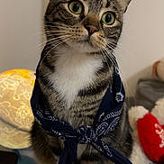 Tigrou participe au concours pour gagner de l'argent avec cette photo : accessory, bandana, cat, close_up, cozy, cute, feline, fur, green_eyes, home, indoor, lamp, looking_up, paws, pet, portrait, stuffed_animal, tabby_cat, whiskers, white_paws