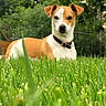 dog, grass, outdoor, animal, pet, greenery, nature, collar, brown, white, canine, relaxed, lying_down, summer, sunlight, leafy, garden, closeup, portrait, peaceful