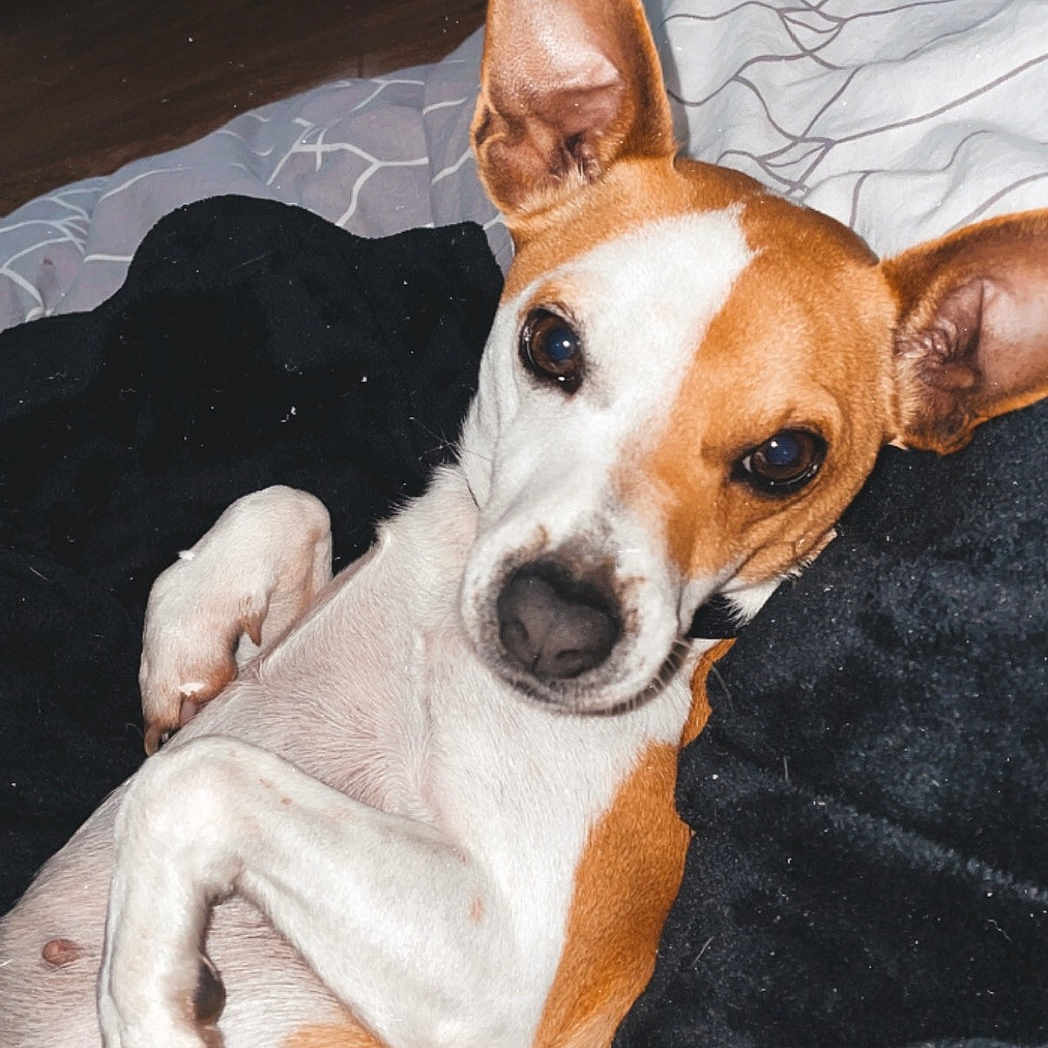 Shelby participe au concours pour gagner de l'argent avec cette photo : dog, pet, brown_and_white, lying_down, blanket, bed, ears, floor, indoor, relaxed, looking_at_camera, cozy, animal, canine, cute, resting, fur, domestic, companion, portrait