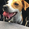 Shelby a rejoint le concours — aidez-le/la à gagner de superbes lots ! dog, pet, smiling, tongue_out, car_interior, seat, fabric, happy, animal, canine, closeup, brown_and_white, collar, domestic_animal, ears, mouth, teeth, nose, furry, companion