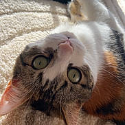 Easy participe au concours pour gagner de l'argent avec cette photo : cat, pet, animal, indoor, carpet, fur, whiskers, green_eyes, sunlight, relaxing, closeup, cute, tri_color, tabby, domestic_cat, looking_up, soft_texture, floor, resting, bright