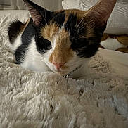 Juni joined the competition — help win amazing prizes! bedding, bedroom, blanket, calico_cat, cat, closeup, collar, cozy, domestic_animal, ears, feline, fur, indoor, nose, pet, pillow, portrait, sleepy, soft_texture, whiskers