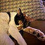 Juni is registered to the contest to win money with this photo: calico_cat, cat, close_up, couch, cozy, cushion, domestic_animal, ear, fur, furniture, indoor, living_room, nap, paw, pet, pillow, portrait, relaxed, sleeping, whiskers