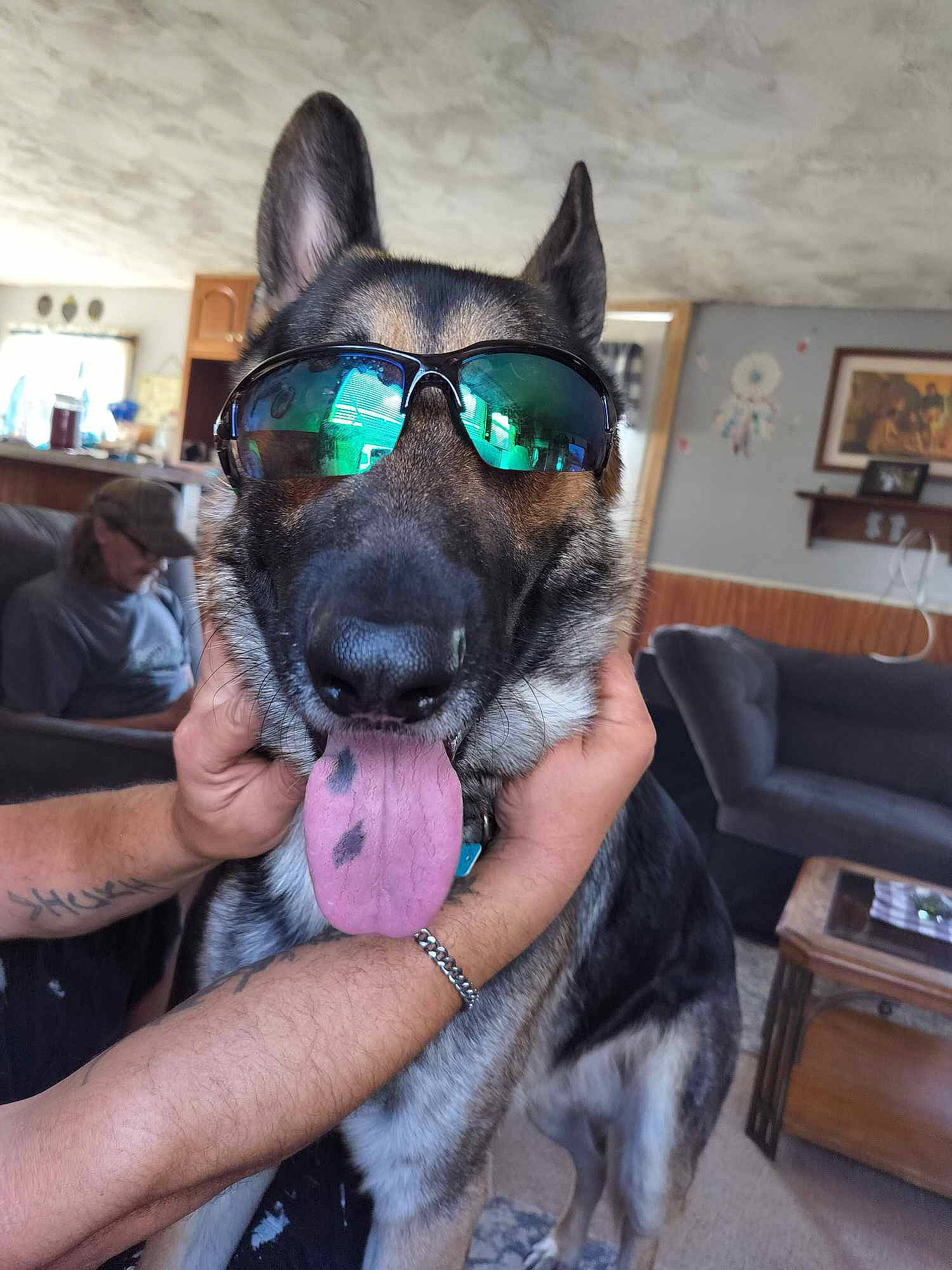 Diesel is registered to the contest to win money with this photo: carnivore, collar, companion_dog, dog, dog_breed, electric_blue, event, eyewear, fawn, fun, fur, jaw, party_hat, personal_protective_equipment, picture_frame, snout, vertebrate, vision_care, whiskers, working_animal