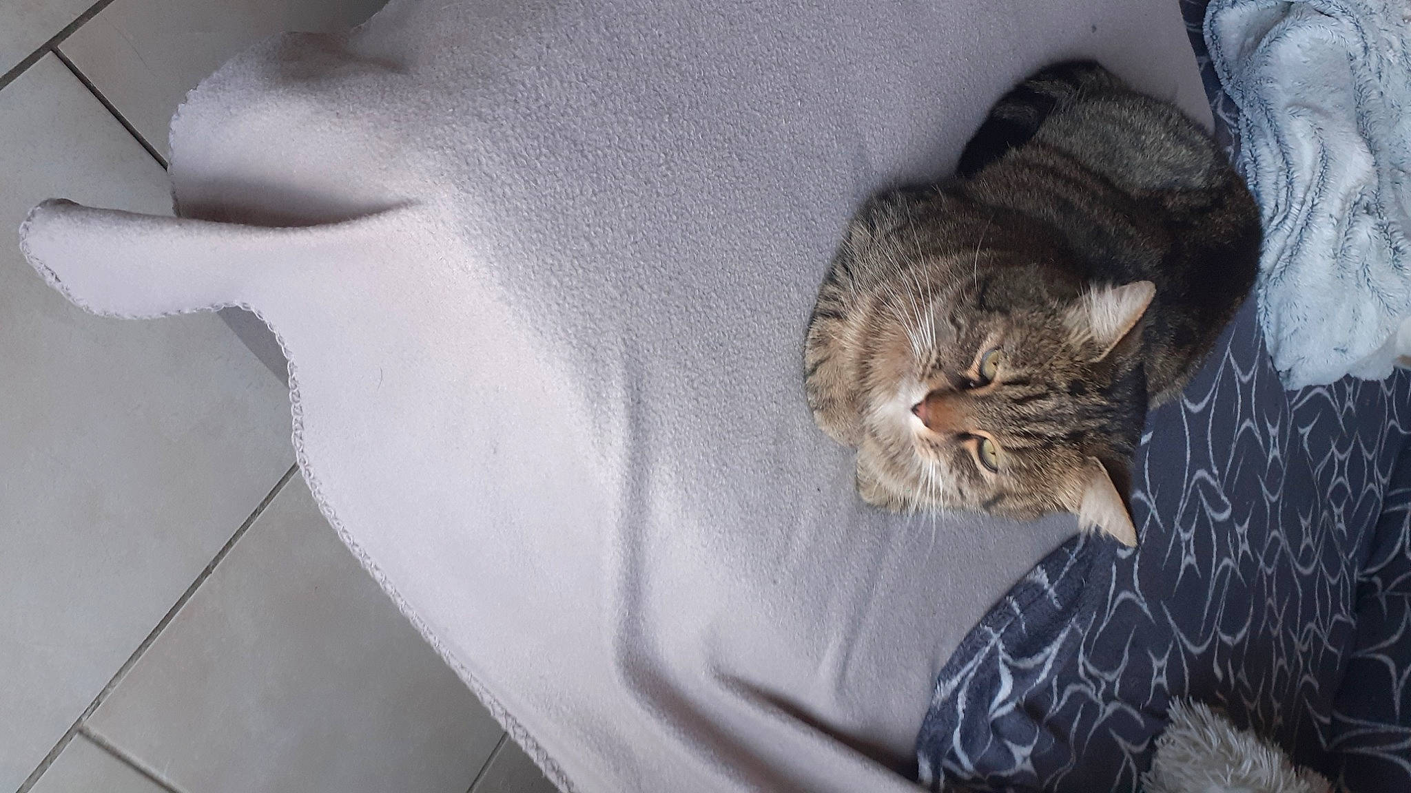 Pins a rejoint le concours — aidez-le/la à gagner de superbes lots ! carnivore, cat, claw, comfort, domestic_short_haired_cat, ear, felidae, fur, grey, linens, nap, paw, sleep, small_to_medium_sized_cats, snout, tail, terrestrial_animal, tree, whiskers, window