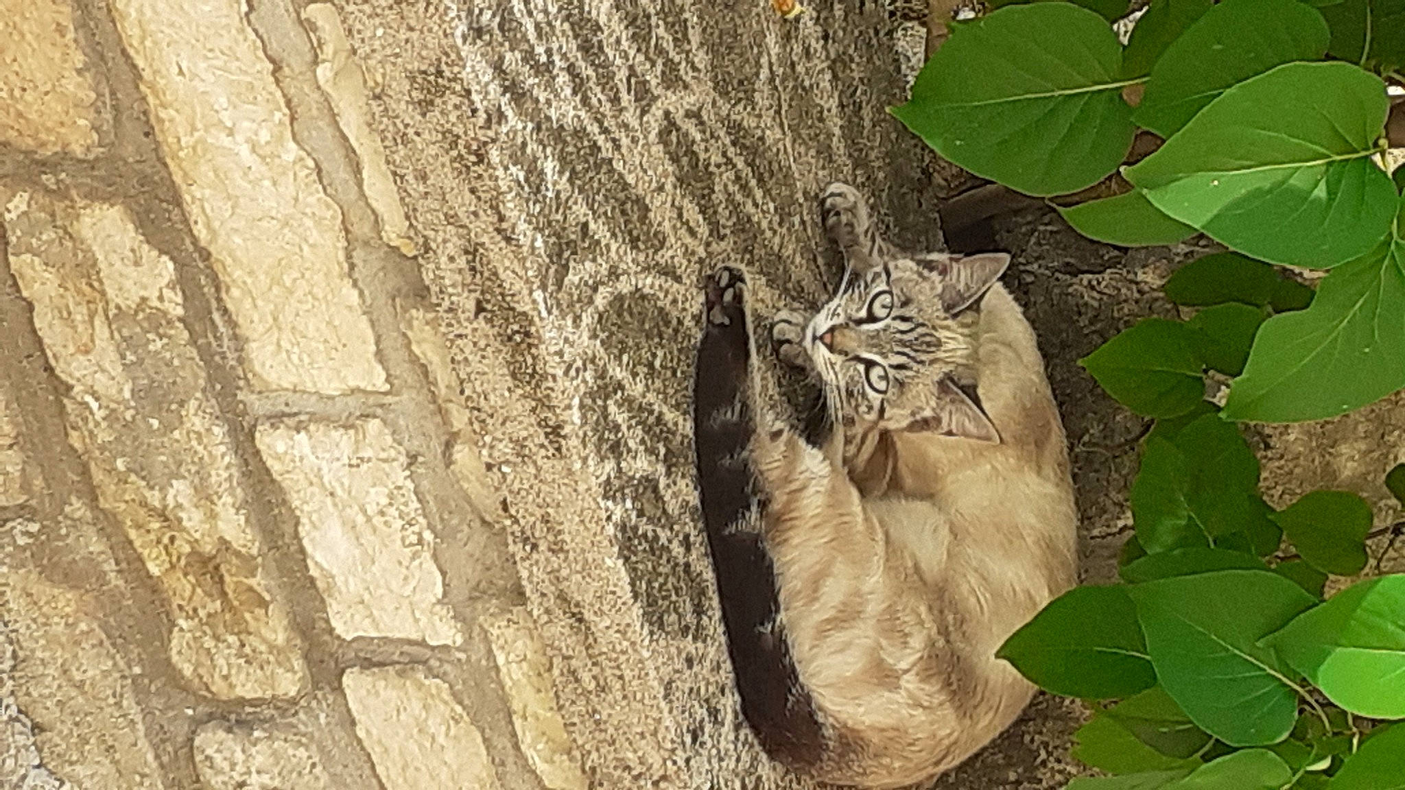 Flocon a rejoint le concours — aidez-le/la à gagner de superbes lots ! carnivore, cat, domestic_short_haired_cat, fawn, felidae, fur, grass, groundcover, plant, small_to_medium_sized_cats, snout, soil, tail, terrestrial_animal, tree, trunk, twig, whiskers, wildlife, wood