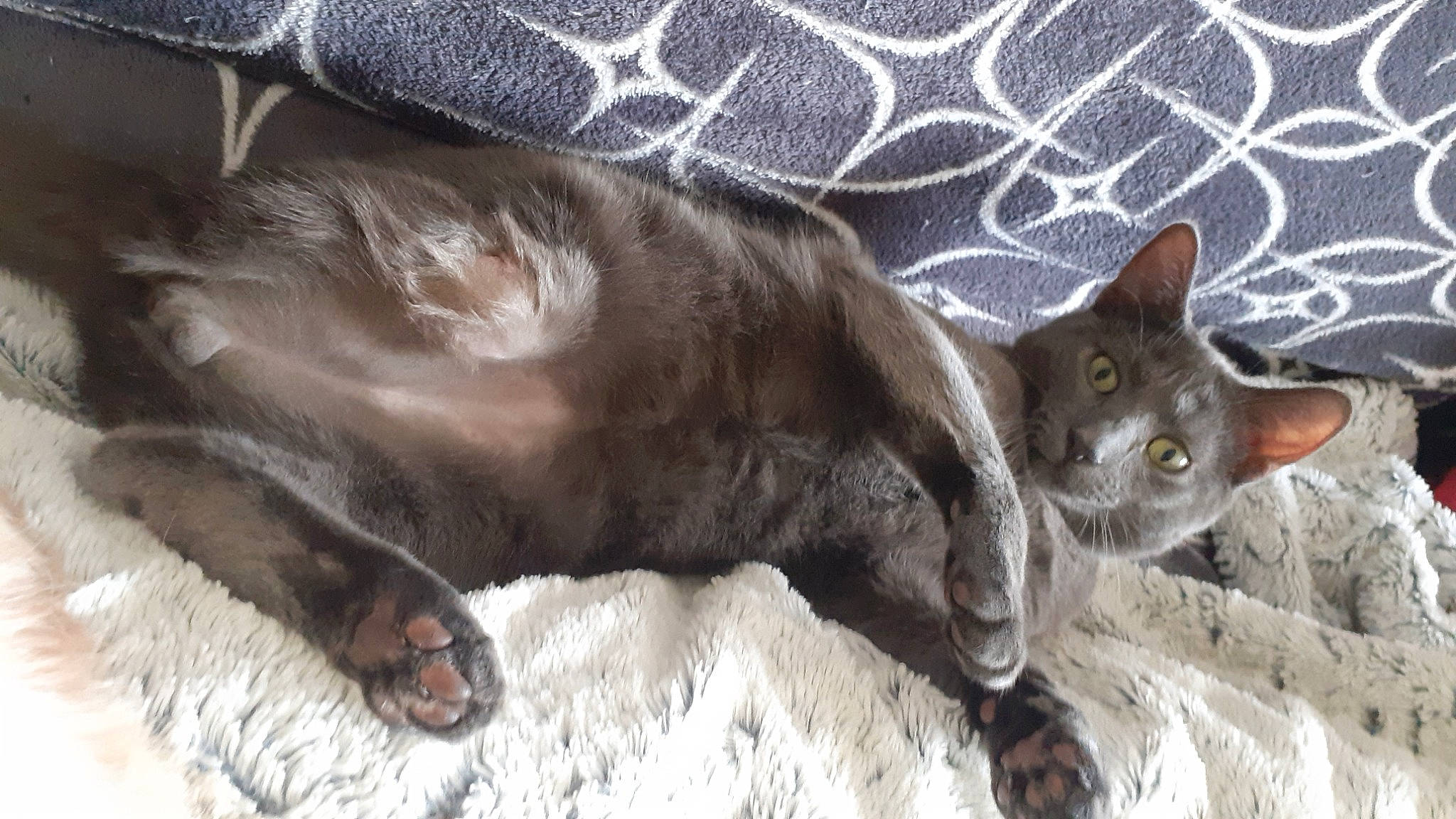 Crevette participe au concours pour gagner de l'argent avec cette photo : carnivore, cat, claw, comfort, domestic_short_haired_cat, fawn, felidae, fur, grey, liver, paw, russian_blue, small_to_medium_sized_cats, snout, tail, terrestrial_animal, whiskers