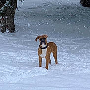 Sancho joined the competition — help win amazing prizes! dog, snow, winter, outdoor, animal, canine, brown, white, falling_snow, tree, nature, pet, fur, collar, alert, standing, cold, landscape, daytime, weather