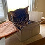 Savannah a rejoint le concours — aidez-le/la à gagner de superbes lots ! animal, box, cardboard_box, cat, closeup, curious, domestic_cat, feline, home, indoor, light, pet, plastic_sheet, shadow, tabby_cat, table, whiskers, window, window_blinds, wooden_table