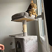 Savannah participe au concours pour gagner de l'argent avec cette photo : animal, cat, cat_tree, cozy, curtain, daylight, ears, furniture, gray, household, human_hand, indoor, looking_out, paws, pet, relaxed, sunlight, tabby, whiskers, window