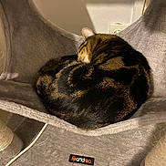 Savannah a rejoint le concours — aidez-le/la à gagner de superbes lots ! animal, cat, cat_hammock, circular_shape, cozy, curled_up, cute, domestic, fur, furniture, gray, home, indoor, pet, quiet, relaxed, resting, sleeping, soft, tabby