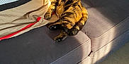 Savannah participe au concours pour gagner de l'argent avec cette photo : animal, cat, comfortable, couch, cozy, domestic, feline, fur, home, indoor, lazy, living_room, pet, pillow, relaxing, resting, shadow, striped_pillow, sunlight, tabby