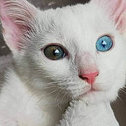 Bergamote participe au concours pour gagner de l'argent avec cette photo : cat, white_cat, heterochromia, close_up, pet, feline, blue_eye, green_eye, fur, whiskers, pink_nose, soft_texture, blanket, resting, indoors, cute, animal, portrait, face, sleepy