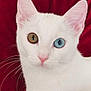 Bergamote a rejoint le concours — aidez-le/la à gagner de superbes lots ! cat, white_cat, heterochromia, close_up, pet, animal, whiskers, pink_nose, blue_eye, amber_eye, feline, portrait, cute, domestic_cat, fur, indoor, red_background, soft_texture, alert, ears