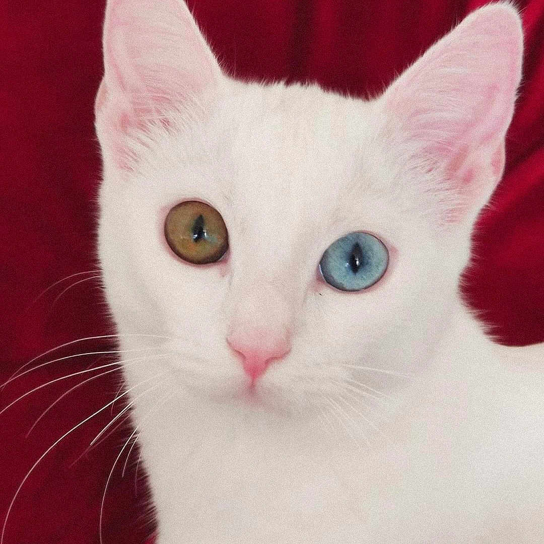 Bergamote a rejoint le concours — aidez-le/la à gagner de superbes lots ! alert, amber_eye, animal, blue_eye, cat, close_up, cute, domestic_cat, ears, feline, fur, heterochromia, indoor, pet, pink_nose, portrait, red_background, soft_texture, whiskers, white_cat