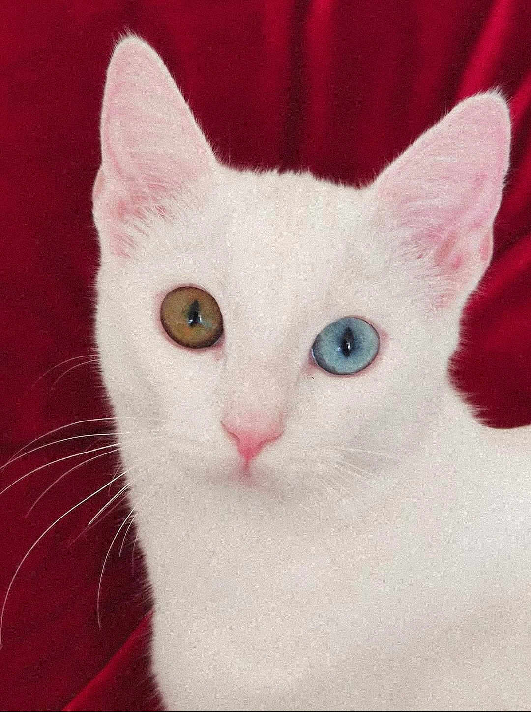 Bergamote a rejoint le concours — aidez-le/la à gagner de superbes lots ! cat, white_cat, heterochromia, close_up, pet, animal, whiskers, pink_nose, blue_eye, amber_eye, feline, portrait, cute, domestic_cat, fur, indoor, red_background, soft_texture, alert, ears