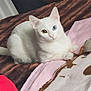 Bergamote a rejoint le concours — aidez-le/la à gagner de superbes lots ! cat, white_cat, heterochromia, blue_eye, amber_eye, pet, animal, indoor, blanket, toy_mouse, cozy, feline, cute, lying_down, fur, domestic_animal, resting, relaxed, bedroom, soft