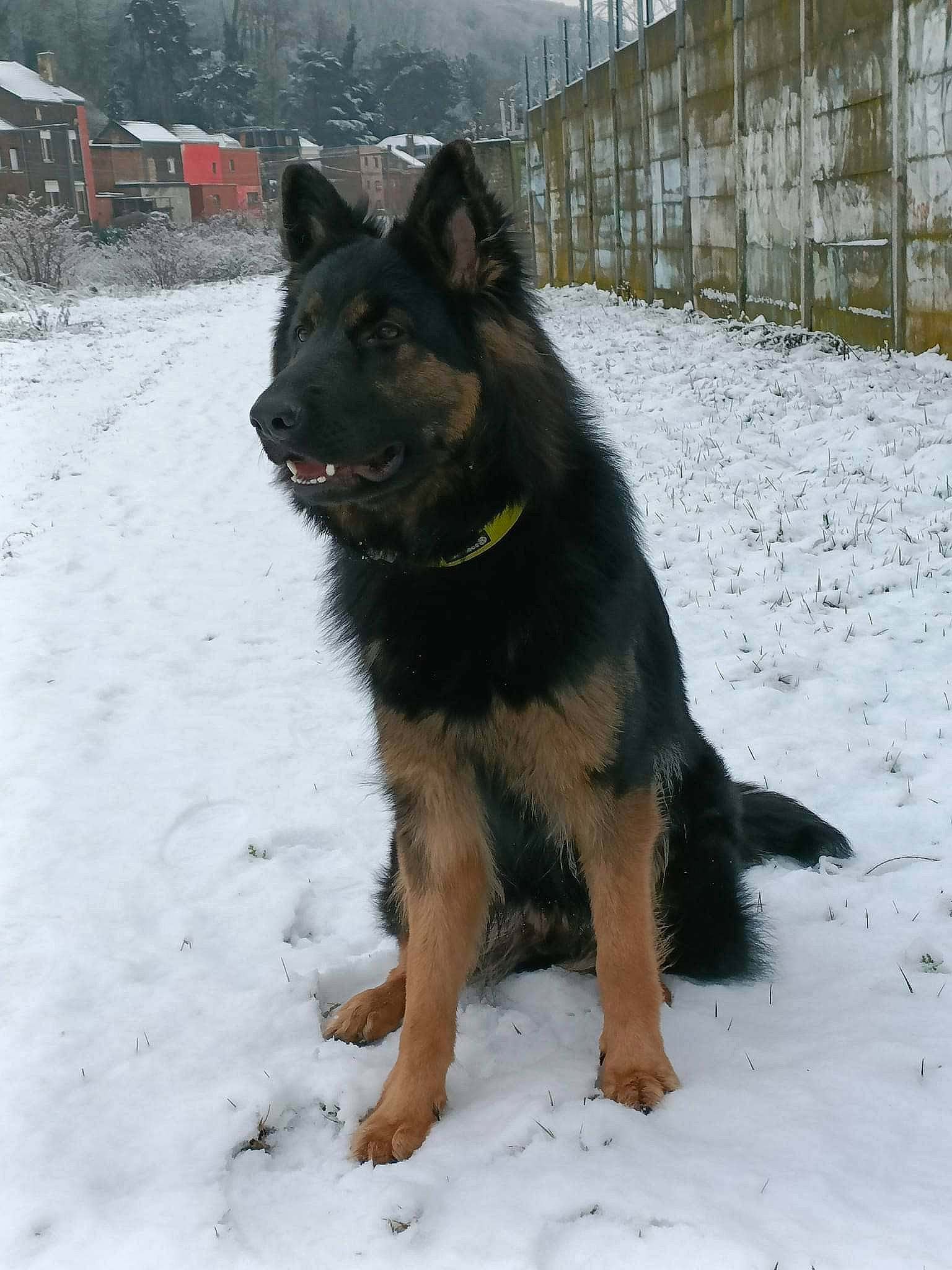 Kassia participe au concours pour gagner de l'argent avec cette photo : building, canidae, carnivore, dog, dog_breed, east_european_shepherd, german_shepherd_dog, guard_dog, herding_dog, king_shepherd, old_german_shepherd_dog, rottweiler, snout, snow, sporting_group, tail, tree, winter, working_animal, working_dog