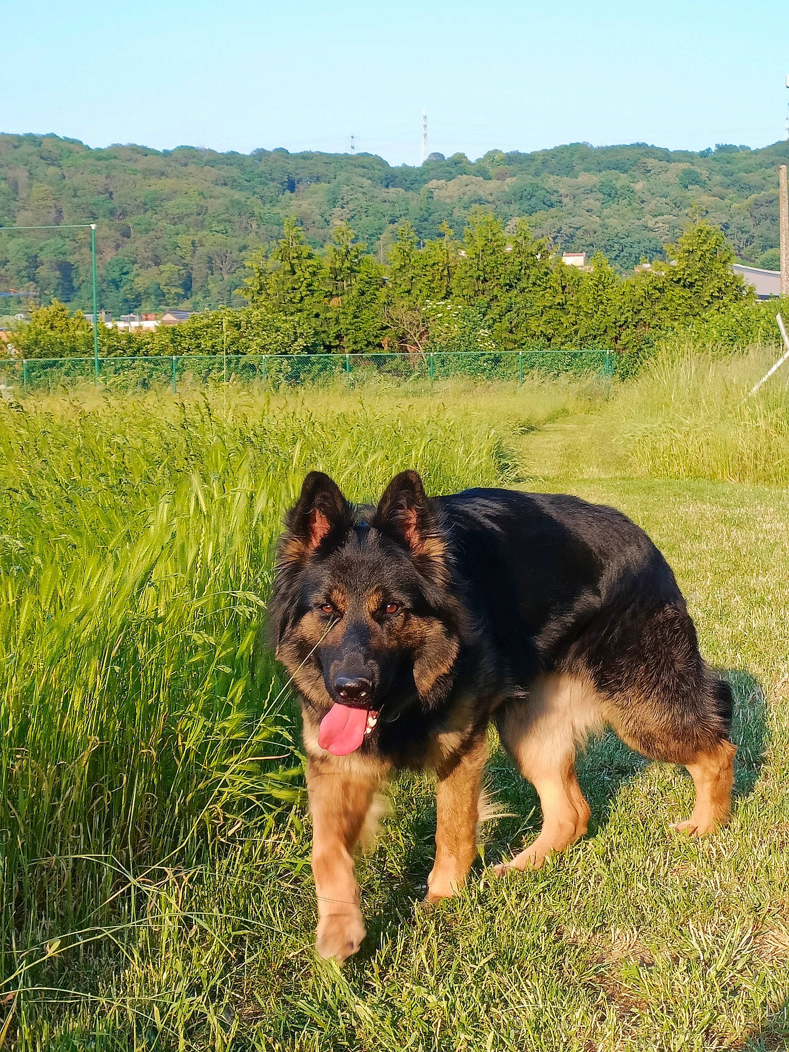 Kassia a rejoint le concours — aidez-le/la à gagner de superbes lots ! canidae, carnivore, dog, dog_breed, east_european_shepherd, german_shepherd_dog, grass, grassland, herbaceous_plant, herding_dog, hill, king_shepherd, landscape, old_german_shepherd_dog, plant, sky, sporting_group, tree, working_animal, working_dog