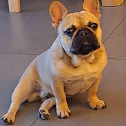 Aribo a rejoint le concours — aidez-le/la à gagner de superbes lots ! dog, french_bulldog, pet, animal, sitting, floor, ear, paw, cute, indoor, portrait, expression, mammal, canine, looking, face, snout, short_hair, companion, domestic