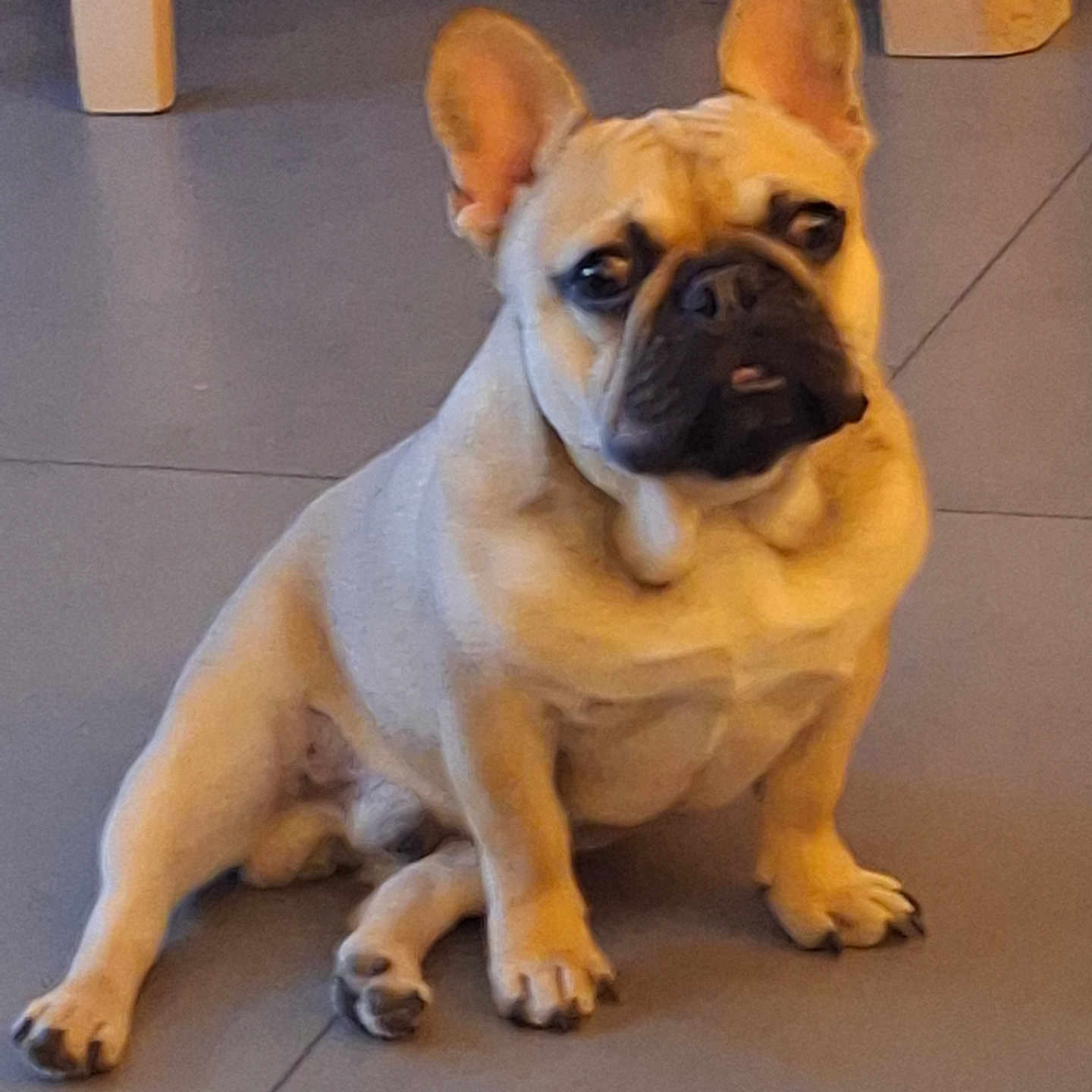 Aribo a rejoint le concours — aidez-le/la à gagner de superbes lots ! animal, canine, companion, cute, dog, domestic, ear, expression, face, floor, french_bulldog, indoor, looking, mammal, paw, pet, portrait, short_hair, sitting, snout