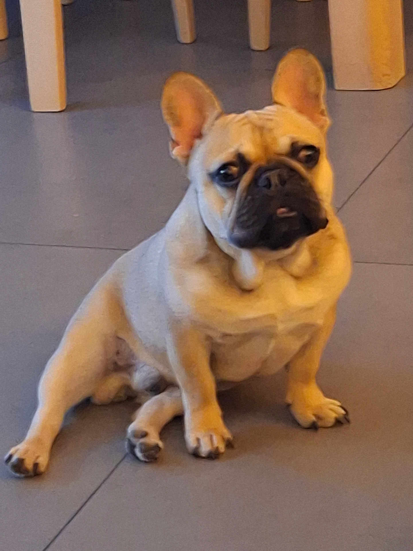Aribo a rejoint le concours — aidez-le/la à gagner de superbes lots ! dog, french_bulldog, pet, animal, sitting, floor, ear, paw, cute, indoor, portrait, expression, mammal, canine, looking, face, snout, short_hair, companion, domestic