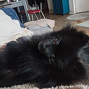 You participe au concours pour gagner de l'argent avec cette photo : dog, black_dog, fluffy, pet, indoor, cozy, blanket, living_room, furniture, couch, home, relaxing, cute, animal, fur, companion, domestic, comfort, portrait, laying_down