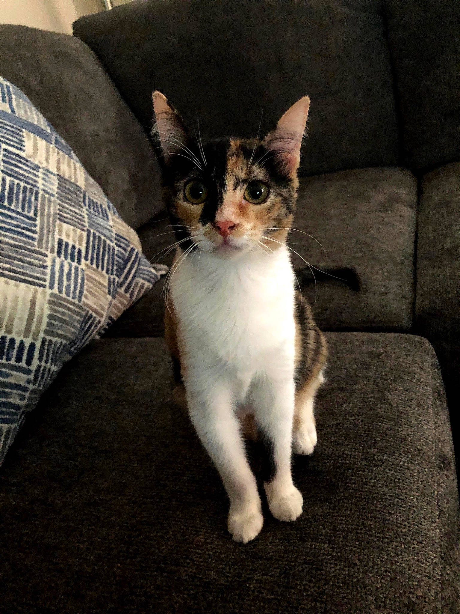 Layla is registered to the contest to win money with this photo: carnivore, cat, claw, comfort, couch, domestic_short_haired_cat, felidae, foot, fur, linens, paw, pillow, sitting, small_to_medium_sized_cats, snout, tail, throw_pillow, whiskers