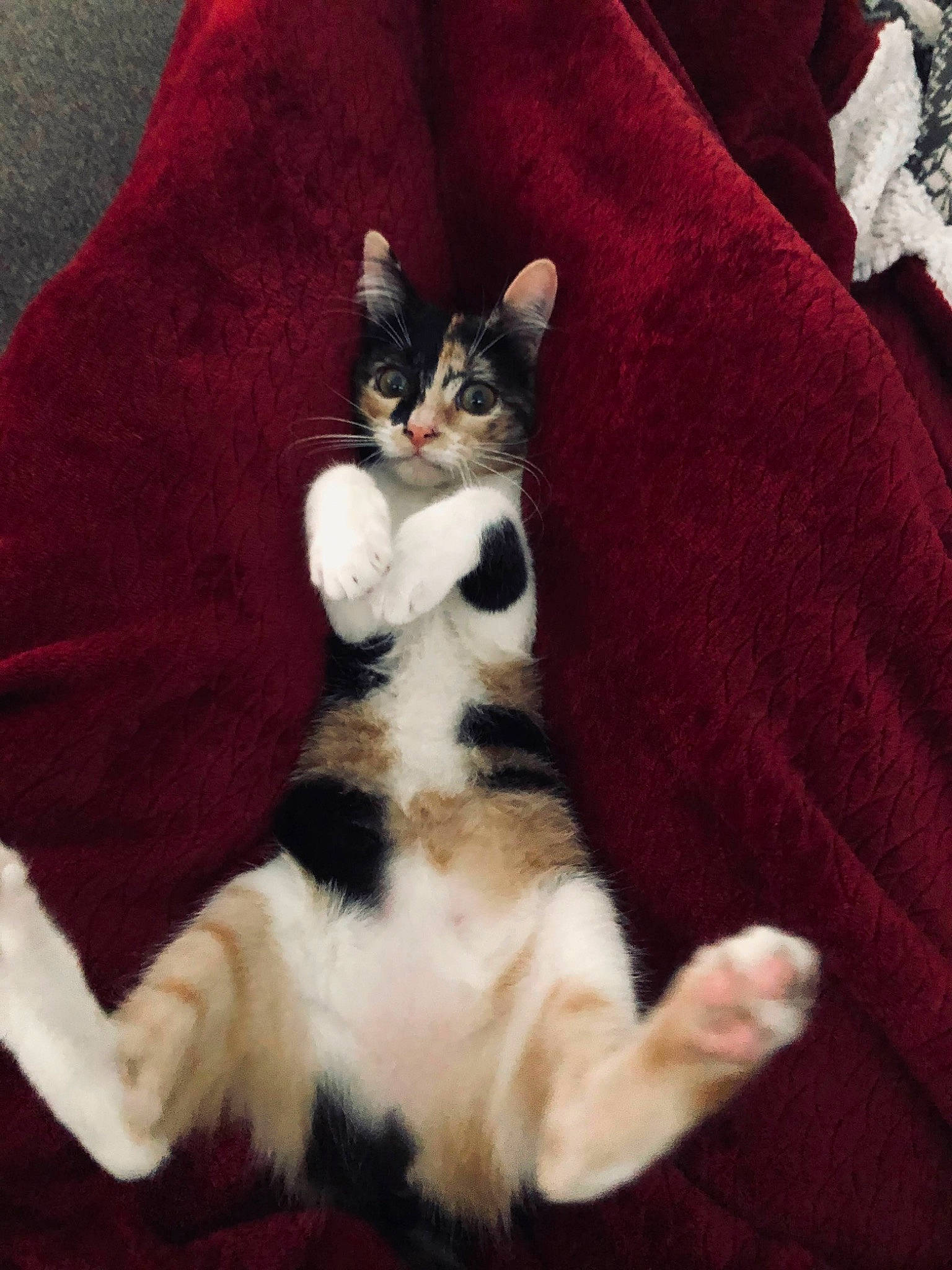 Layla joined the competition — help win amazing prizes! carnivore, cat, cat_supply, claw, comfort, domestic_short_haired_cat, felidae, foot, fur, linens, paw, small_to_medium_sized_cats, tail, whiskers