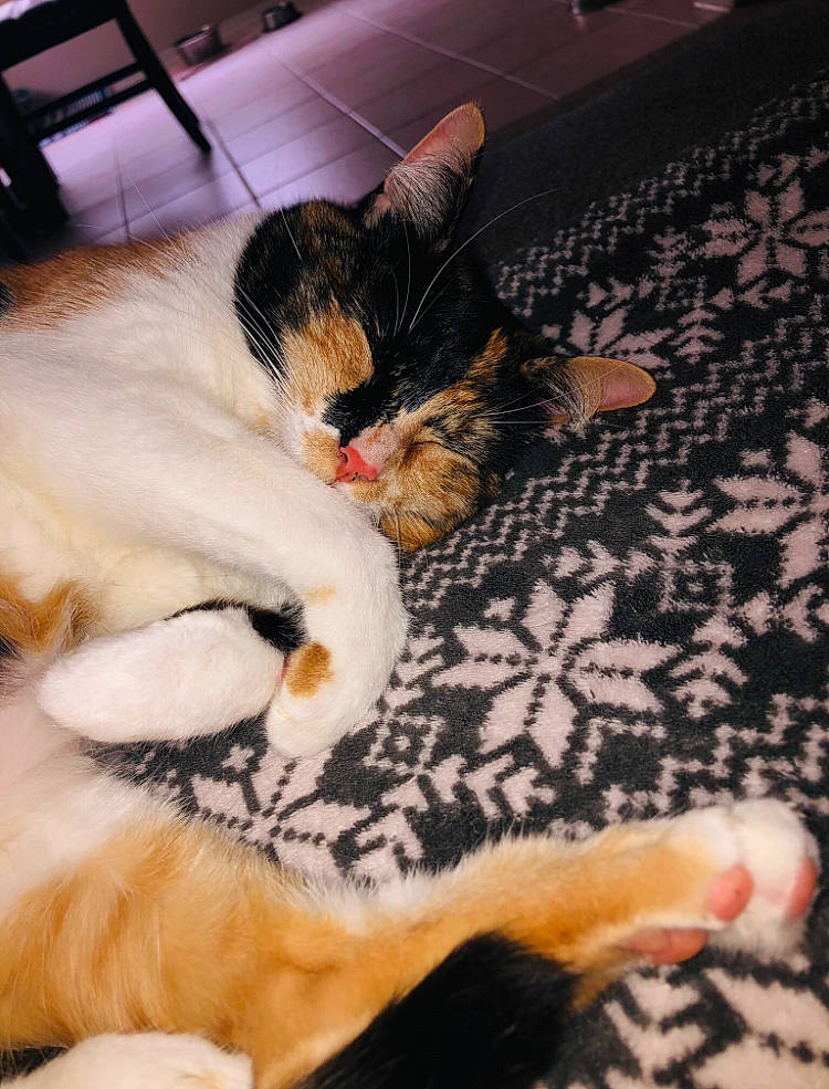 Layla joined the competition — help win amazing prizes! carnivore, cat, comfort, companion_dog, dog_breed, domestic_short_haired_cat, fawn, felidae, flooring, foot, fur, human_leg, linens, mammal, nail, paw, small_to_medium_sized_cats, tail, textile, whiskers