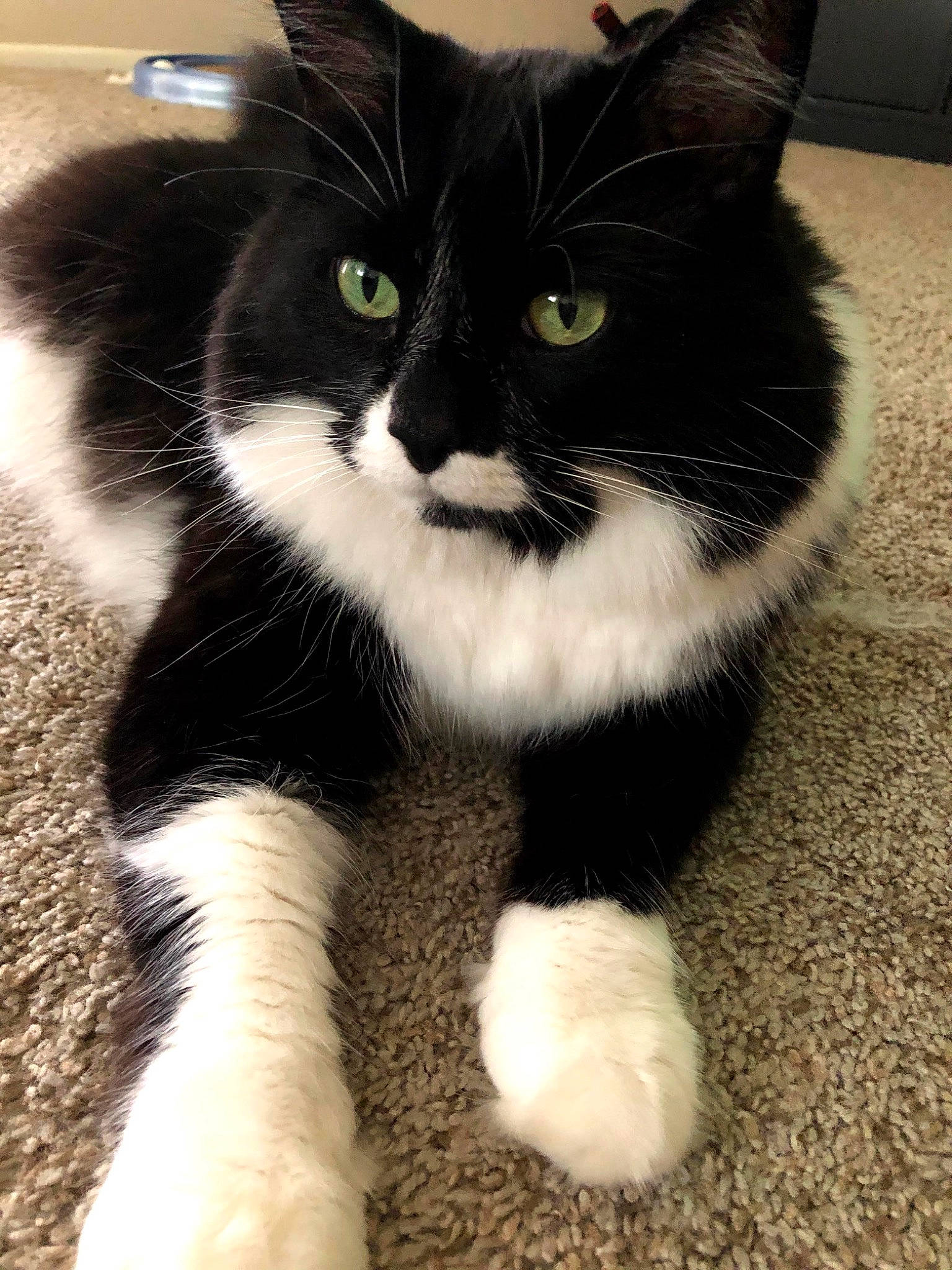 Bosco joined the competition — help win amazing prizes! carnivore, cat, claw, domestic_short_haired_cat, felidae, flooring, foot, fur, human_leg, paw, shadow, sitting, small_to_medium_sized_cats, snout, tail, terrestrial_animal, whiskers, window