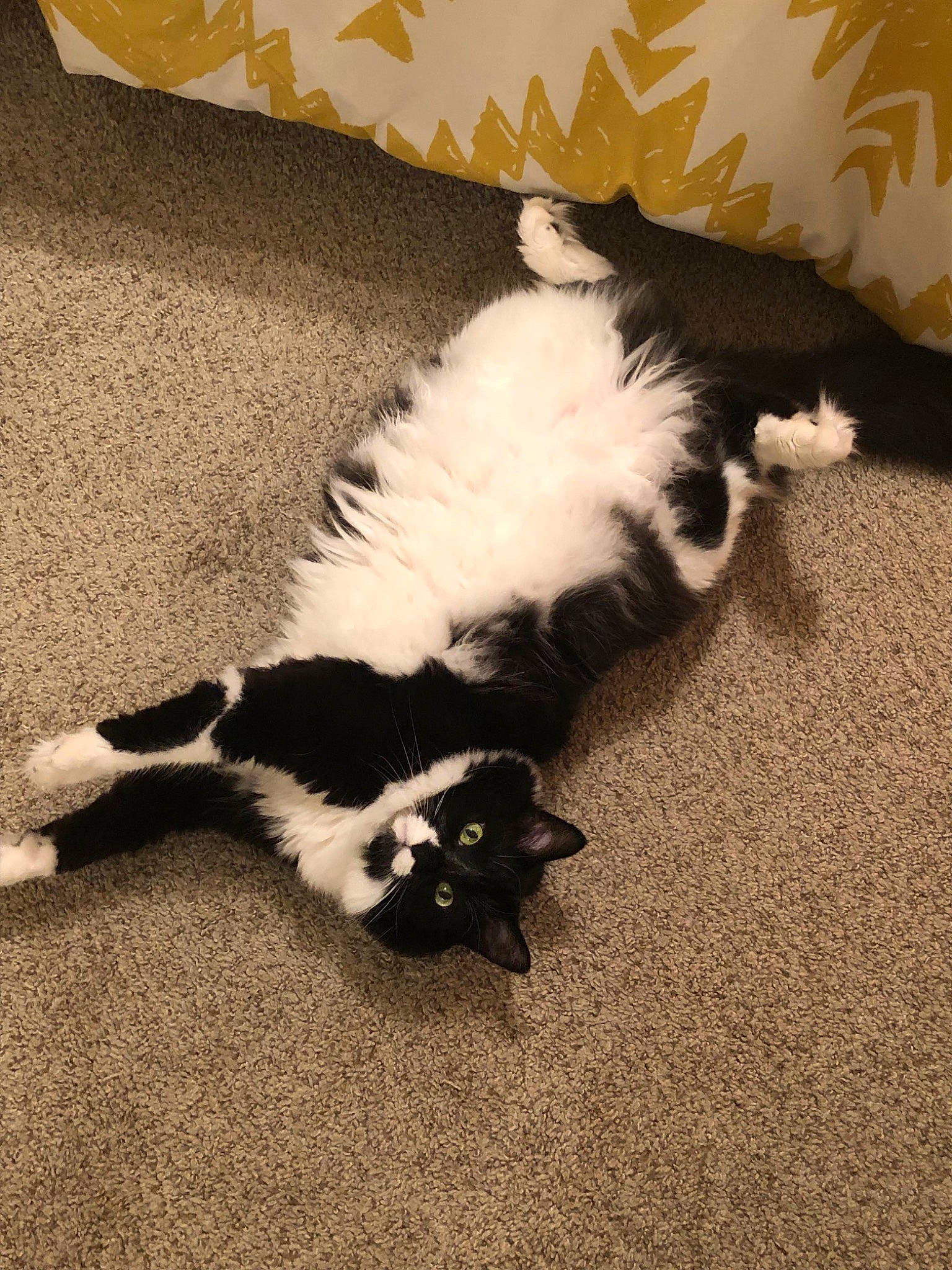 Bosco is registered to the contest to win money with this photo: canidae, carnivore, cat, claw, comfort, companion_dog, dog_breed, felidae, flooring, foot, fur, hardwood, paw, shadow, small_to_medium_sized_cats, sporting_group, tail, terrestrial_animal, whiskers, wood